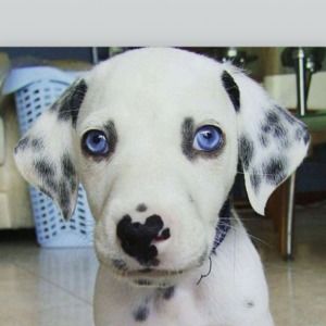 Meet your Posher, Yumi